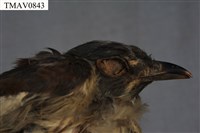 布穀鳥藏品圖，第8張
